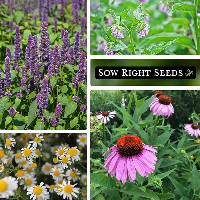 Sow Right Seeds - Medicinal Herb Seed Collection for Planting - Roman Chamomile, Echinacea, Lavender, Comfrey & Hyssop - Non-GMO Heirloom Seed - Grow Your own Home Remedies, Teas, & Tinctures