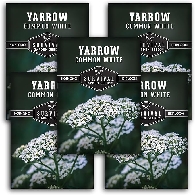 Survival Garden Seeds White Yarrow Seeds for Planting - 5 Packets with Instructions to Plant & Grow Beneficial Flowering Herbs in Your Home Vegetable Garden - Non-GMO Heirloom Variety