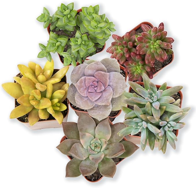 Altman Plants, Live Succulents Plants Live Houseplants (6PK), Succulents Live Plants Live House Plants Indoors Live, Live Cactus Plants Live Cacti Succulent Plants Live Indoor Plants Live Houseplants