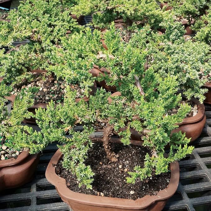 Brussel's Bonsai DT7079GMJ, Green Outdoor Bonsai Tree, Mound Juniper, MEDIUM