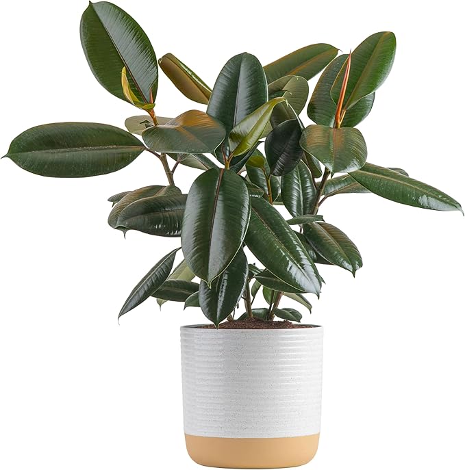 Costa Farms Burgundy Rubber Plant, Live Indoor Ficus Elastica Tree, Live Indoors Houseplant in Décor Planter Pot, Potting Soil Mix, Gift for Housewarming New House, Home or Office Decor, 2-3 Feet Tall