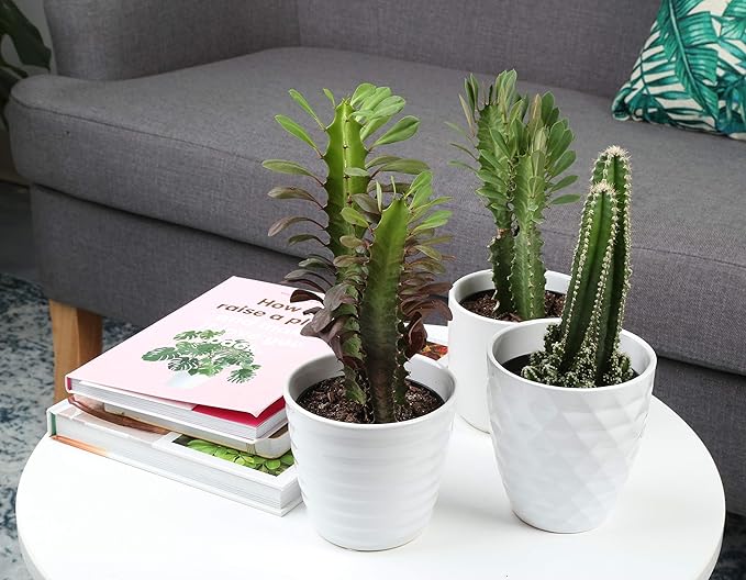 Costa Farms Cactus Live Indoor Plants, Cactus Décor 7 to 10-Inches Tall 10-Inches Tall, Assortment, Fresh From Our Farm