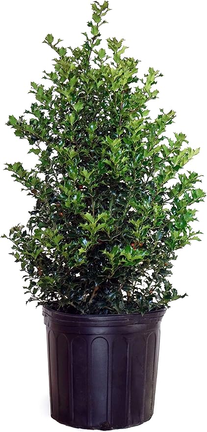Ilex X rutzan 'Red Beauty' (Holly) Evergreen, #3 - Size Container