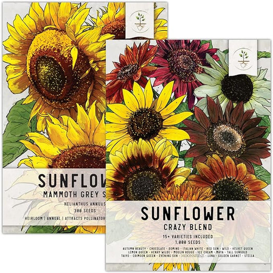 Seed Needs, Sunflower Duo 300+ Mammoth and 1,000+ Crazy Mixture Seeds (Helianthus annuus) These Sunflowers Flowers Attract Hummingbirds, Bees and Butterflies (Pollinators) Bulk