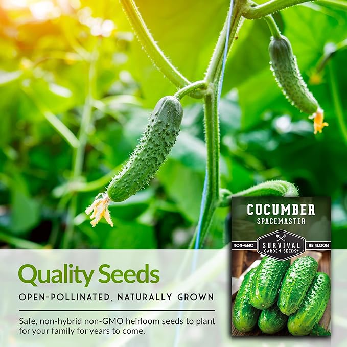 1 Pack Spacemaster Cucumber Seed for Planting - Packet with Instructions to Grow Container Friendly Cucumbers in Your Home Vegetable Garden - Non-GMO Heirloom Variety - Survival Garden Seeds