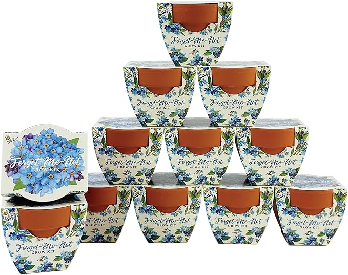 BUZZY Seeds Terracotta Mini Grow Pots | Herb, Plant, Flower Starter Kit for Kids & Adults | 12-Pack, Daydream Forget-Me-Not Flower | Guaranteed to Grow | Best Indoor Grow Your Own Plant