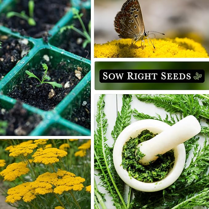 Sow Right Seeds - Achillea Yarrow Gold Flower Seeds for Planting - Flowers to Plant in Your Garden - Non-GMO Heirloom Packet with Instructions - Favorite Perennial to Attract Pollinators (4)
