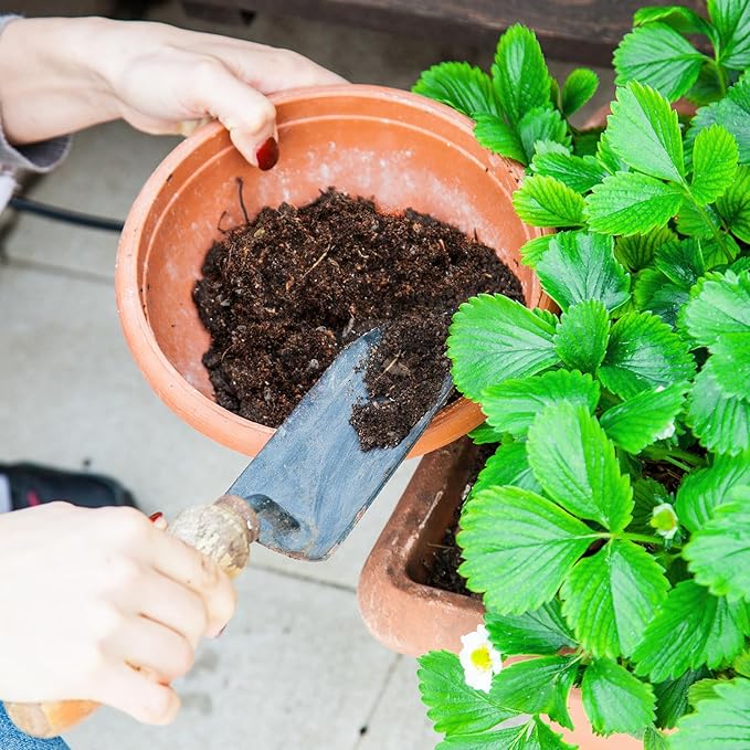 Organic Strawberry Soil Mix 4qt, Indoor Plants Potting Mix for All Potted Strawberry, Grow Healthy houseplants Indoors