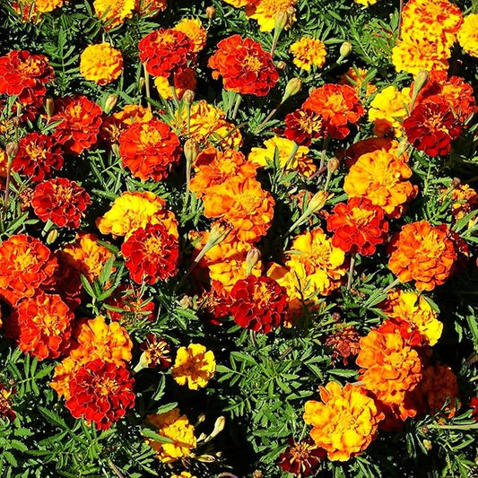 WULOONSO Mixed Marigold Flower Seed to Plant in Your Garden