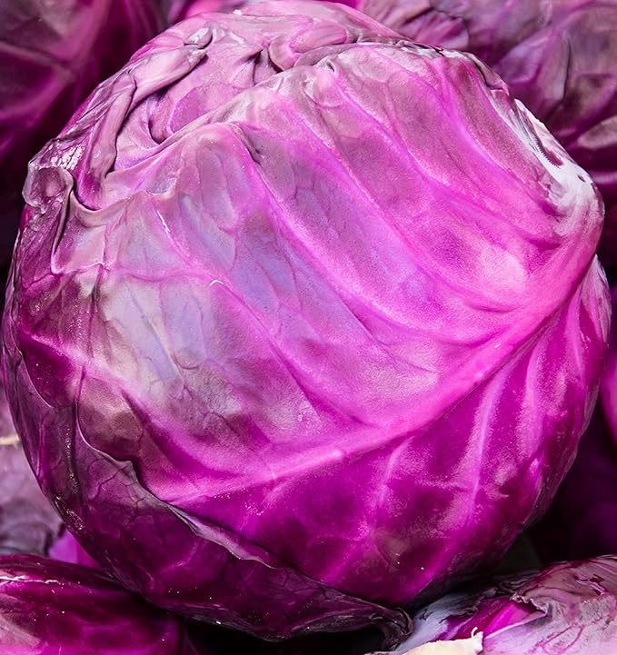 Cabbage Seeds for Planting - Plant & Grow Red Acre Cabbage in Your Home Outdoor Vegetable Garden - Heirloom Non GMO Planting Packets with Full Instructions - Great Gardening Gift, 3 Packets