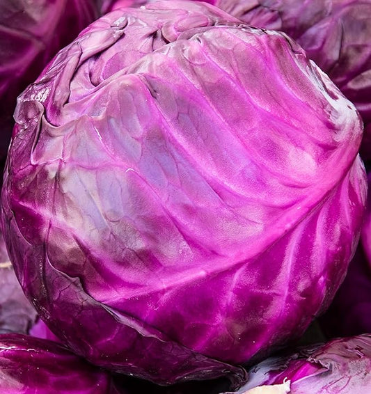 Cabbage Seeds for Planting - Plant & Grow Red Acre Cabbage in Your Home Outdoor Vegetable Garden - Heirloom Non GMO Planting Packets with Full Instructions - Great Gardening Gift, 3 Packets