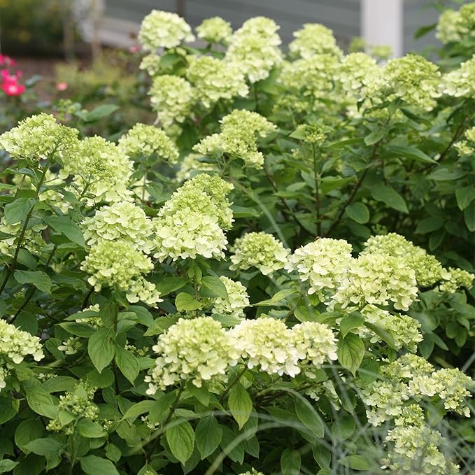 2 Gal. Little Lime Hydrangea Shrub