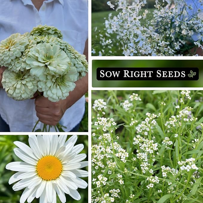 Sow Right Seeds - Moon Garden White Flower Seeds for Planting - Shasta Daisy, Alyssum, Polar Bear Zinnia, Baby’s Breath & Moonflower - Non-GMO Variety to Plant a Stunning Evening Moon Flower Garden