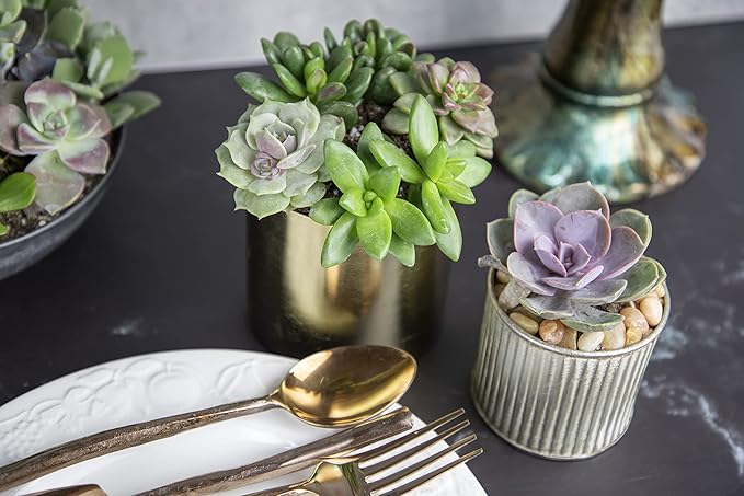 Succulents Plants Live (20PK) Potted Succulent Plants Live House Plants, Cactus Plants Live Plants Indoor Plants Live Houseplants, Indoor Plant Succulents Live Plant House Plant by Plants for Pets