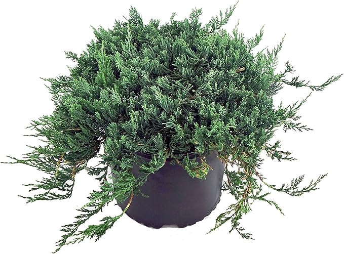 Blue Rug Juniper, blue leafed evergreen plant in 2 Gallon pot - Juniperus Horizontalis 'Wiltonii'