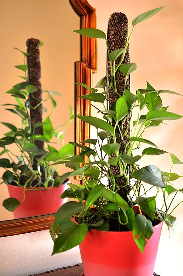 Mosser Lee Sphagnum Moss Pole for Indoor Plants, Monstera Moss Pole, Plant Pole Made in USA - Ideal for Climbing Plants, Enhances Plant Growth & Stability - 12" Height