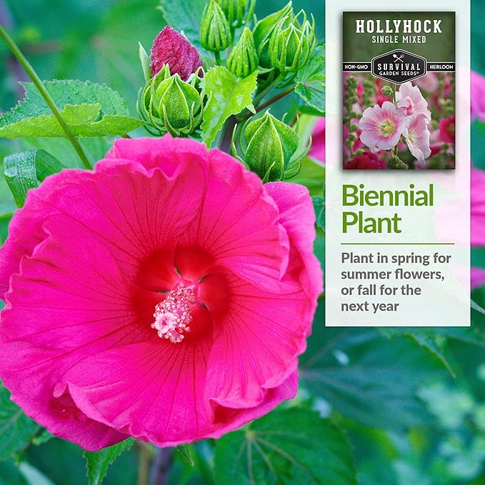 Survival Garden Seeds - Single Mixed Hollyhock Seed for Planting - 3 Packs with Instructions to Plant and Grow Colorful Spikes of Flowers in Your Home Vegetable Garden - Non-GMO Heirloom Variety
