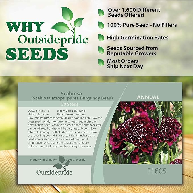 Outsidepride 100 Seeds Perennial Burgundy Beau Scabiosa Pincushion Flower Seeds for Planting