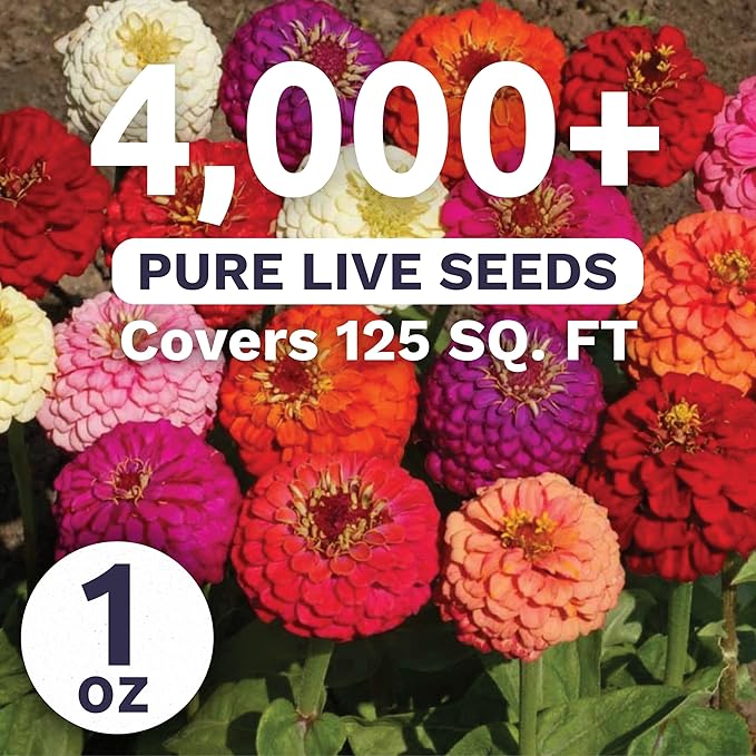 Zinnia Lilliput Mix - Large 1 Ounce Packet - 4,000 Flower Seeds for Planting - Zinnia elegans