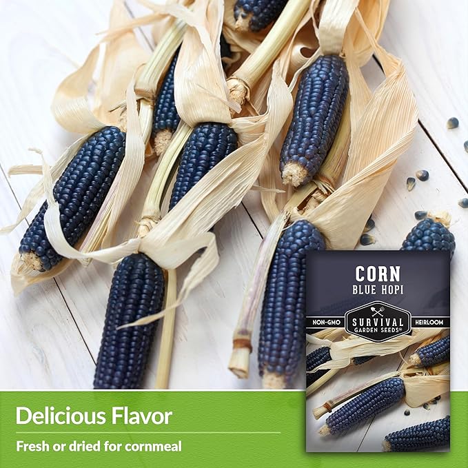 Blue Hopi Corn Seeds for Planting - 1 Packet with Instructions to Plant and Grow Heritage Blue Maize in Your Home Vegetable Garden - Non-GMO Heirloom Variety - Survival Garden Seeds