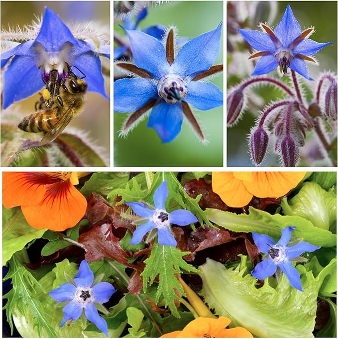 Seed Needs, Blue Borage Herb Seeds for Planting (Borago officinalis) Heirloom, Non-GMO & Untreated, Edible Flowers (1 Pack)