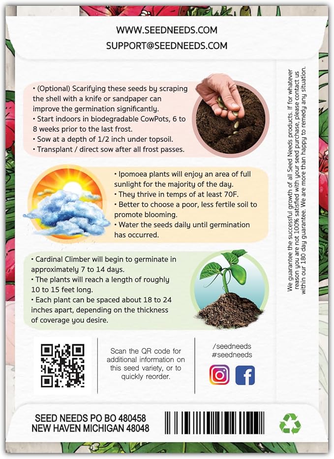 Seed Needs, Cardinal Climber Seeds - 100 Heirloom Seeds for Planting Ipomea Quamoclit - Open Pollinated & Untreated, Attracts Pollinators (1 Pack)