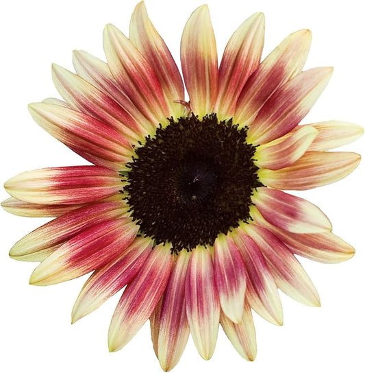 Burpee Strawberry Blonde Sunflower Seeds 30 seeds