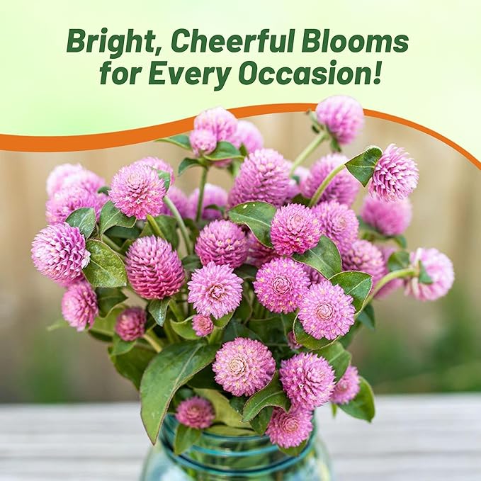 Outsidepride 2000 Seeds Annual Salmon Gomphrena Globosa Flower Seed for Planting