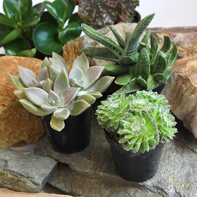 Altman Plants Pet Friendly Plant Pack (3PK) Real Succulents, Pet Safe Plants & Succulent Plants, Live Succulents, Pet Friendly Plants, Live Plants & House Plants in 3.5" Pots with Succulent Soil Mix