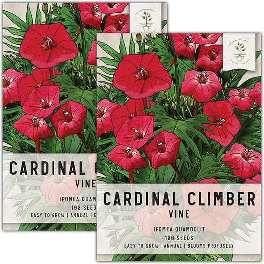 Seed Needs, Cardinal Climber Seeds - 100 Heirloom Seeds for Planting Ipomea Quamoclit - Open Pollinated & Untreated, Attracts Pollinators (2 Packs)