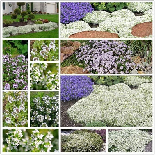 Mix Creeping Thyme Seeds for Planting, Ground Cover Plants - 1000 Pcs