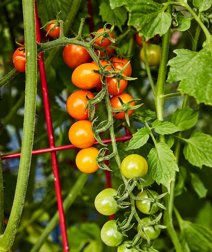 Burpee 'Sun Gold' Hybrid , Sweet Orange Cherry Tomatoes , 30 Non-GMO Seeds
