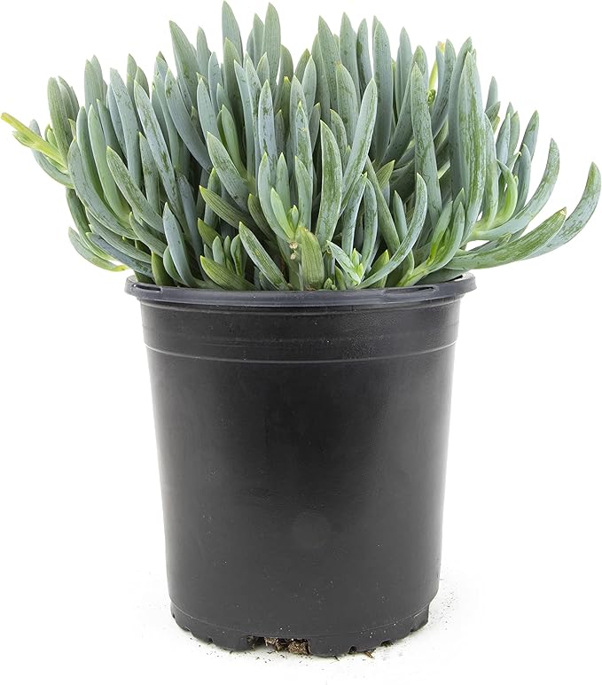 Succulents Plants Live Indoor Plants, Senecio Mandraliscae Live Houseplants, Live Succulents Live Plants Indoor Succulent Plants, Indoor Plant Real Succulents Plants House Plants by Plants for Pets