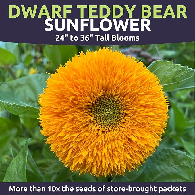 Dwarf Teddy Bear (Sungold) Sunflower - Large 1 Ounce Packet - 1,250 Flower Seeds for Planting - Helianthus annuus