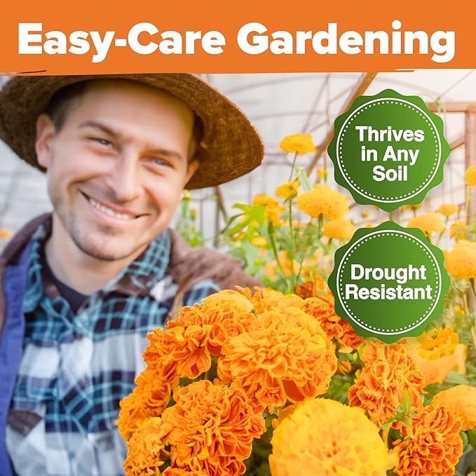 HOME GROWN Crackerjack Marigold Seeds | 4.25oz / 35,000 Flower Seeds Planting Outdoor | Large Bulk Pack | Non-GMO, High Germination, USA Sourced Wildflower Seeds | Companion Planting