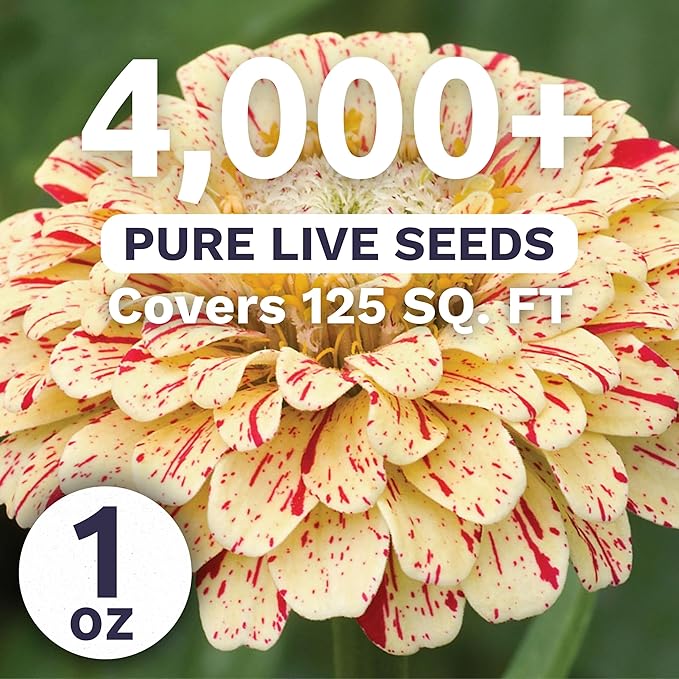 Zinnia Peppermint Stick - Large 1 Ounce Packet - 4,000 Flower Seeds for Planting - Zinnia elegans