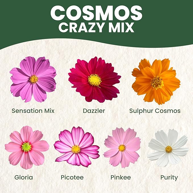 Crazy Cosmos Mix - Bulk 1/4 Pound Pouch - 20,000 Flower Seeds for Planting - Cosmos bipinnatus