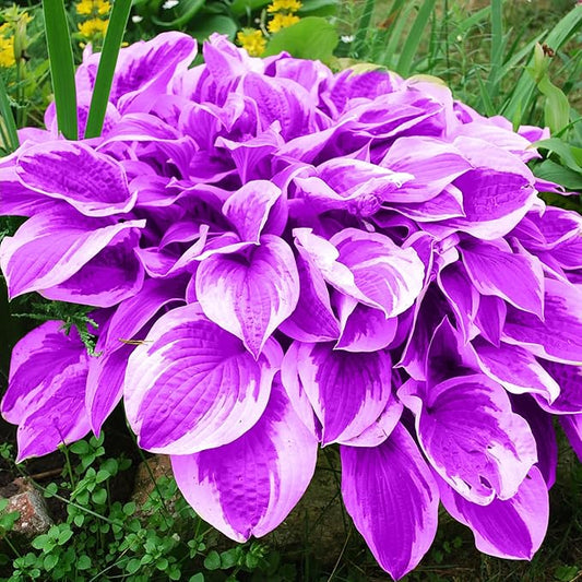 Purple Hosta Seeds Perennial Hosta Plants Seeds for Planting Outdoor Garden Low Maintenance 200Pcs