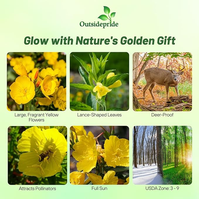 Outsidepride 5000 Seeds Annual Oenothera Lamarckiana Evening Primrose Wild Flower Seeds for Planting