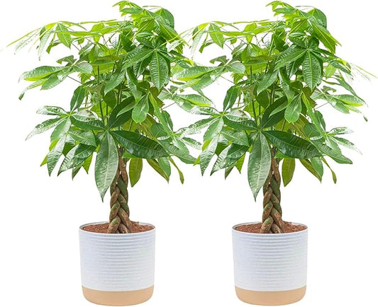 Costa Farms Money Tree Live Plants (2-Pack), Easy to Grow Houseplants in Indoor Garden Pot, Pachira Bonsai in Potting Soil, Birthday, Housewarming, Thank You Gift, Office and Home Decor, 3-4 Feet Tall