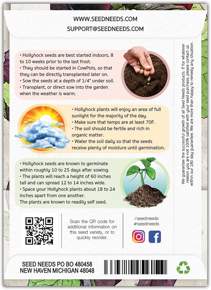 Seed Needs, Black Hollyhock Seeds - 100 Heirloom Seeds for Planting Alcea rosea - Great for Gothic Gardens, Open Pollinated Biennial That Attracts Pollinators (2 Packs)