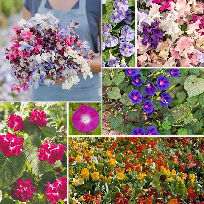 Eden Brothers Colorful Climbers Flower Mixed Seeds for Planting, 1/4 lb, 120,000+ Seeds with Morning Glory, Sweet Pea | Attracts Pollinators, Plant in Spring or Fall, Zones 3, 4, 5, 6, 7, 8, 9, 10
