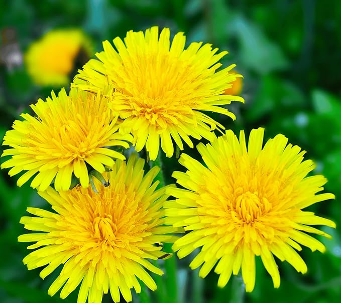 8000+ Dandelion Seeds for Planting Wild Flower Garden Home Seeds