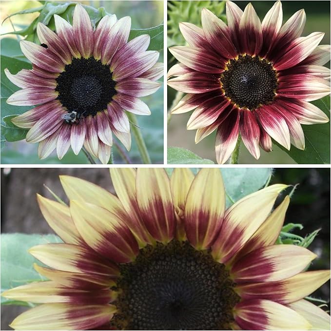 Seed Needs, Cherry Rose Sunflower Seeds - 50 Hybrid Seeds for Planting Helianthus annuus - Bi-Color Blooms for an Outdoor Butterfly Garden, Great Cut Flowers (2 Packs)
