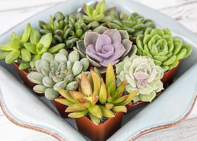 Succulents Plants Live (12PK) Potted Succulent Plants Live House Plants, Cactus Plants Live Plants Indoor Plants Live Houseplants, Indoor Plant Succulents Live Plant House Plant by Plants for Pets