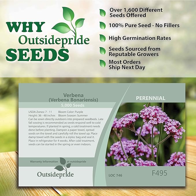 Outsidepride 10000 Seeds Perennial Verbena Bonariensis Purpletop Vervain Flower Seeds for Planting