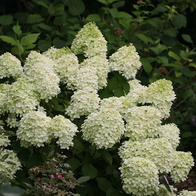 2 Gal. Little Lime Hydrangea Shrub