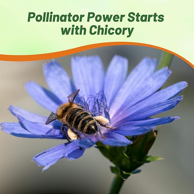 Outsidepride 5000 Seeds Perennial Chicory Flower Seeds for Planting