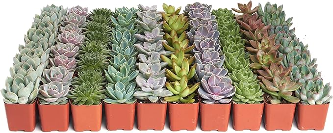 Shop Succulents Rosette Succulent Plant Pack Collection - Live Mini Succulent Plants, Low Maintenance, Floral Shaped Mix of Colors & Textures - Wedding and Party Favors, Gift & Garden, Pack of 64