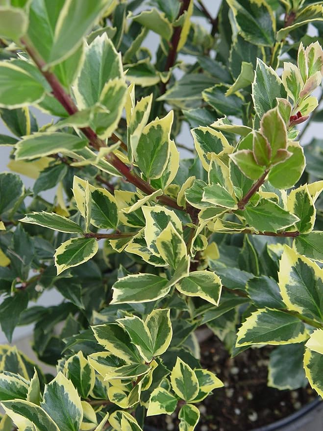 Ilex X meserveae 'Honey Maid' (Varigated Holly) Evergreen, yellow & blue/green varigated foliage, 3 - Size Container